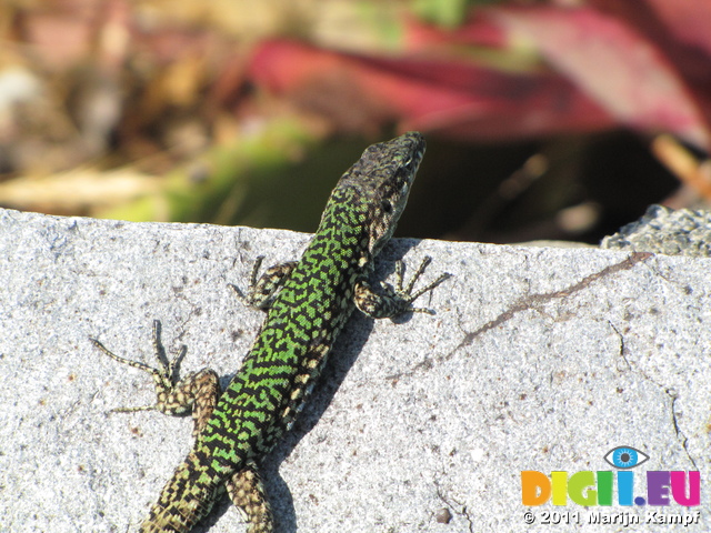 SX19544 Green and black lizard Cinque Terre Coastpath, Italy